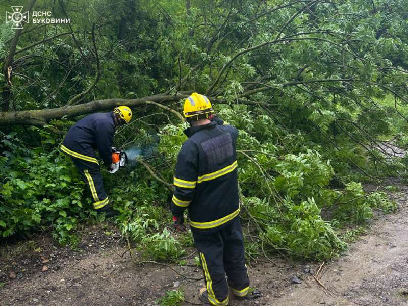 У Чернівцях через негоду впало дерево