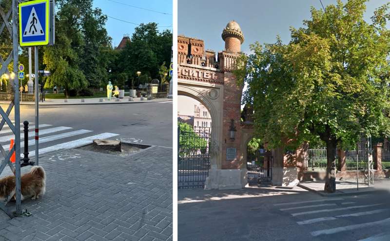 Рятували у спеку: перед входом у ЧНУ зрізали великі дерева